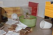 sonstiges hamster5 img0279