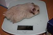 sonstiges hamster5 img0280