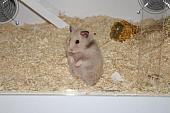 sonstiges hamster5 img0295
