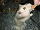 sonstiges hamster5 img0324