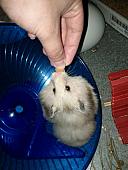 sonstiges hamster5 img0325
