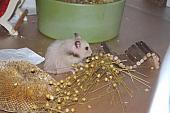 sonstiges hamster5 img0331