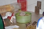 sonstiges hamster5 img0334