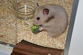 sonstiges hamster5 img0335