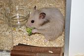 sonstiges hamster5 img0336