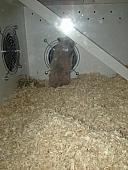 sonstiges hamster5 img0338