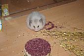 sonstiges hamster5 img0374