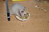 sonstiges hamster5 img0384