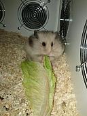 sonstiges hamster5 img0395