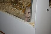 sonstiges hamster5 img0415