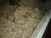 sonstiges hamster5 img0425