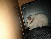 sonstiges hamster5 img0449