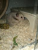sonstiges hamster5 img0453