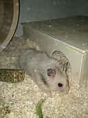 sonstiges hamster5 img0454