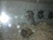 sonstiges hamster5 img0455