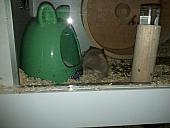 sonstiges hamster5 img0456