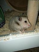 sonstiges hamster5 img0457
