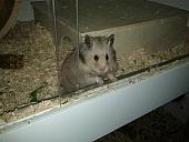 sonstiges hamster5 img0458