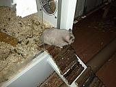 sonstiges hamster5 img0459