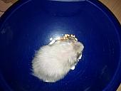 sonstiges hamster5 img0460