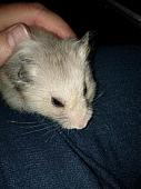 sonstiges hamster5 img0462