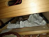 sonstiges hamster5 img0483