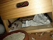 sonstiges hamster5 img0484