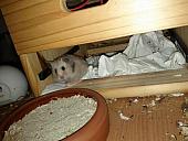 sonstiges hamster5 img0485