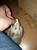 sonstiges hamster5 img0490