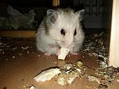 sonstiges hamster5 img0536