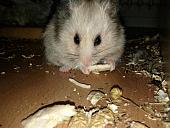 sonstiges hamster5 img0537