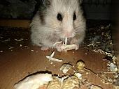 sonstiges hamster5 img0538