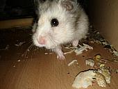 sonstiges hamster5 img0539