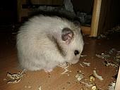 sonstiges hamster5 img0540