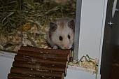sonstiges hamster5 img0569