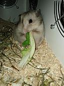 sonstiges hamster5 img0593