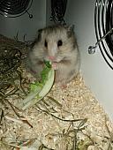 sonstiges hamster5 img0594