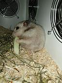 sonstiges hamster5 img0596