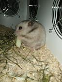 sonstiges hamster5 img0597