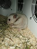 sonstiges hamster5 img0598