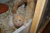hamster 2013 img0008