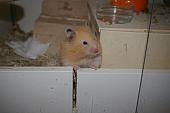 hamster 2013 img0011