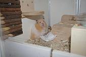 hamster 2013 img0022