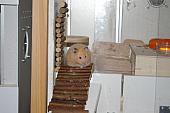 hamster 2013 img0033