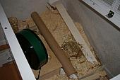 hamster 2013 img0040