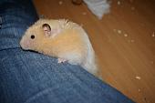 hamster 2013 img0043