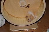 hamster 2013 img0067