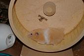 hamster 2013 img0068