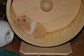 hamster 2013 img0069