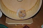 hamster 2013 img0070